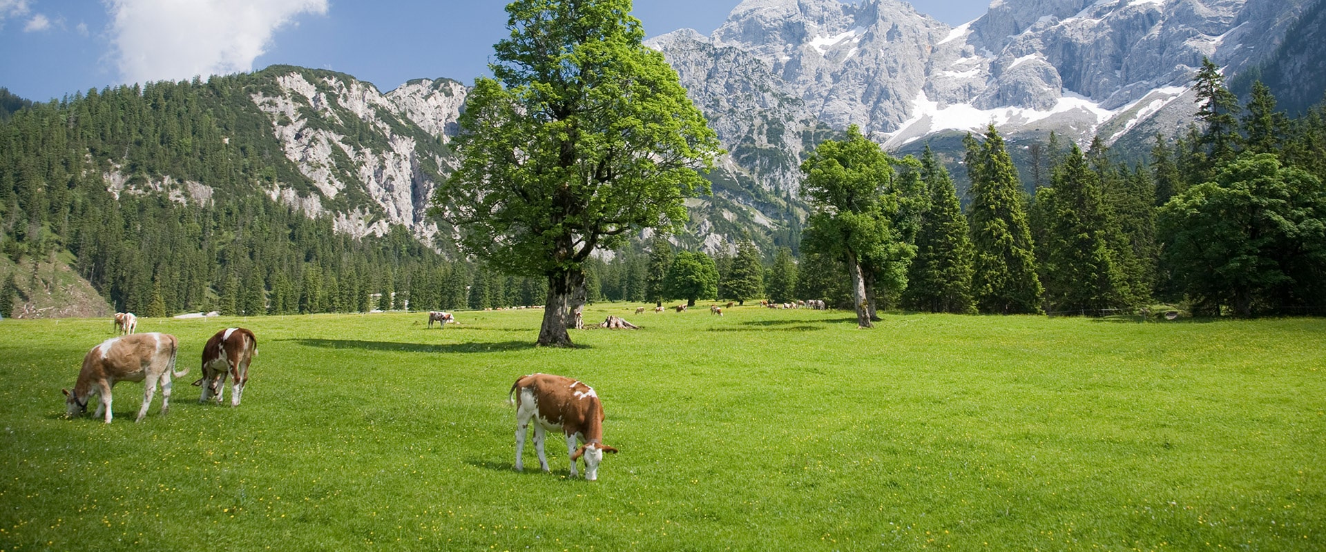 Swiss mountain landcape with cows and trees